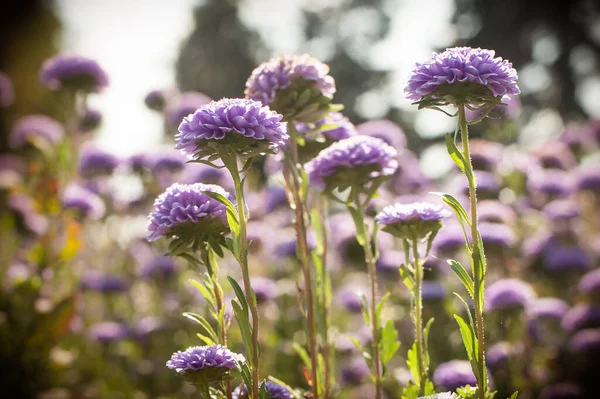 Doğal Bir Çayırdaki Güzel Mor Taze Çiçeklerin Sanatsal Yakın Plan — Stok fotoğraf