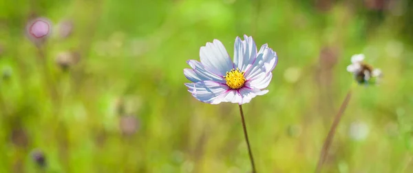 自然の牧草地で美しい白いカラフルな新鮮な花の芸術的なクローズアップ詳細ビュー 牧歌的な花のシーン 植物生態庭園の背景 — ストック写真
