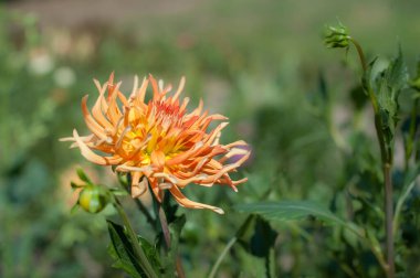Doğal bir çayırdaki güzel sarı taze çiçekleri sanatsal açıdan yakından incelemek. Idyllic çiçek sahnesi. Botanik ekoloji bahçesi geçmişi
