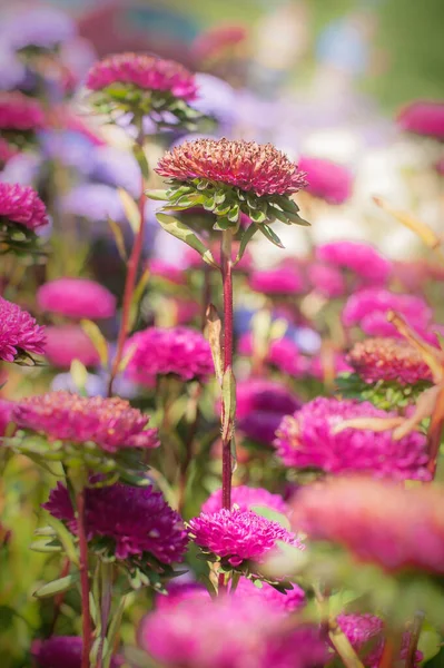 Artistic Closeup Detail View Beautiful Pink Fresh Flowers Natural Meadow — Foto de Stock