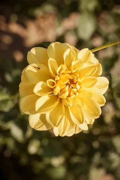 Художній Вид Крупним Планом Красиві Жовті Свіжі Квіти Природному Лузі — стокове фото