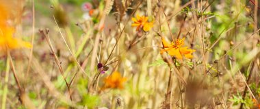 Güzel doğa arka plan duvar kağıdının sanatsal yakın plan görüntüsü yabani otlar, saplar, yapraklar, yapraklar ve çiçeklerden oluşan botanik çayır tarlasından