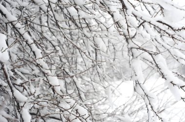 Donmuş kış ormanı karlı ağaç dallarının yaratıcı sanatsal arkaplanı. Kışın açık hava manzarası. Tasarım ögesi