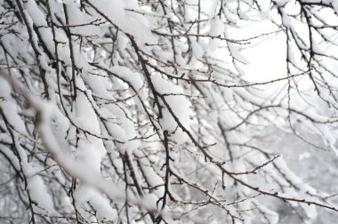 Donmuş kış ormanı karlı ağaç dallarının yaratıcı sanatsal arkaplanı. Kışın açık hava manzarası. Tasarım ögesi