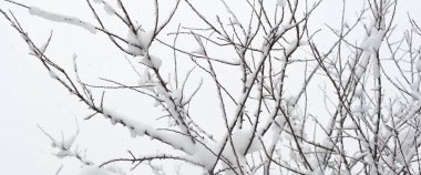 Donmuş kış ormanı karlı ağaç dallarının yaratıcı sanatsal arkaplanı. Kışın açık hava manzarası. Tasarım ögesi