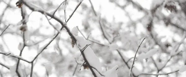 Creative Artistic Abstract Background Frozen Winter Forest Snowy Tree Branches — Fotografia de Stock