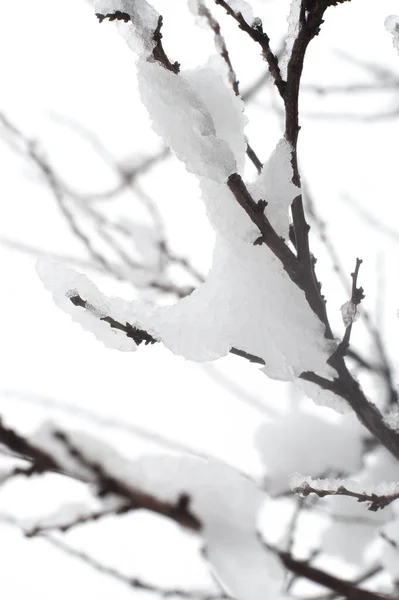 凍った冬の森の雪の木の枝の創造的な抽象的な背景 冬の雪の屋外ビュー デザイン要素 — ストック写真