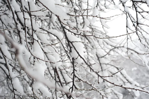 Donmuş kış ormanı karlı ağaç dallarının yaratıcı sanatsal arkaplanı. Kışın açık hava manzarası. Tasarım ögesi