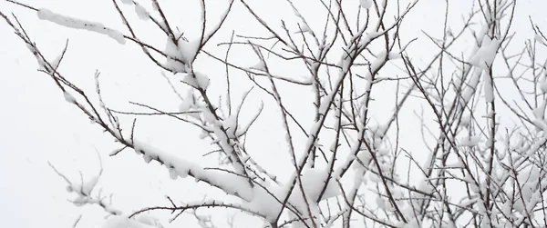 Donmuş kış ormanı karlı ağaç dallarının yaratıcı sanatsal arkaplanı. Kışın açık hava manzarası. Tasarım ögesi