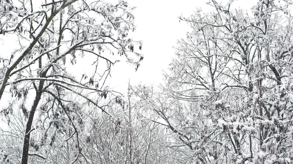 Creative Artistic Abstract Background Frozen Winter Forest Snowy Tree Branches — Stockfoto