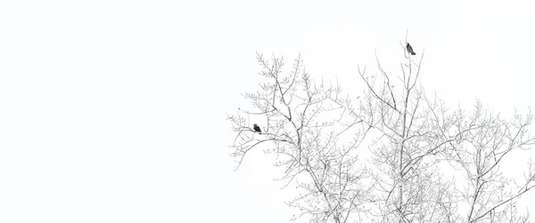 창의적 예술적 추상적 배경의 파노라마 디자인은 공간을 얼어붙은 눈덮인 나뭇가지와 — 스톡 사진