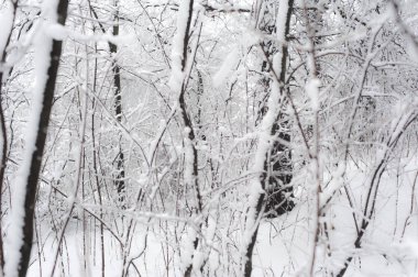 Donmuş kış ormanı karlı ağaç dallarının yaratıcı sanatsal arkaplanı. Kışın açık hava manzarası. Tasarım ögesi