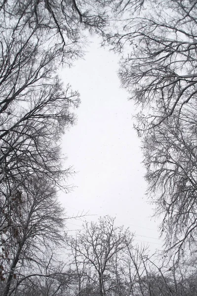 Fond Abstrait Artistique Créatif Branches Arbres Enneigés Gelées Hiver Neige — Photo