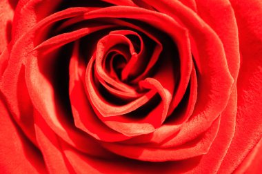 Güzel kırmızı bir gülün makro yakından detaylı görüntüsü. Desen arkaplanı