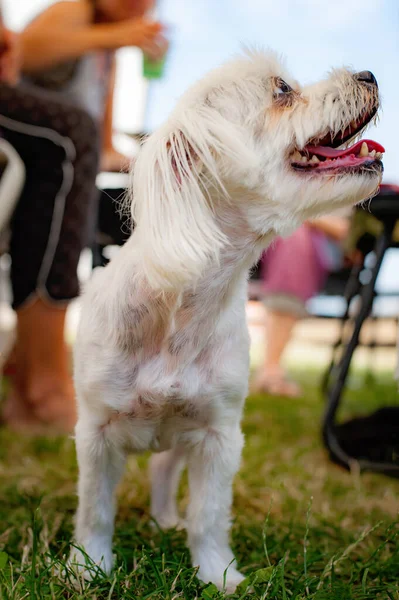 Улыбающаяся Собака Портрет Милой Белой Мальтийской Собаки Отдыхающей Наслаждающейся Садом — стоковое фото