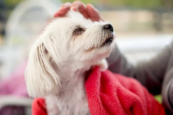 Портрет Милой Белой Мальтийской Собаки Отдыхающей Наслаждающейся Садом Прекрасный День — стоковое фото