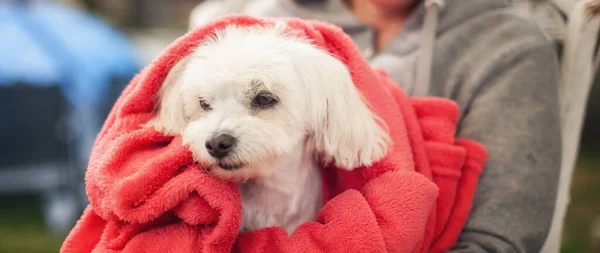 Staring Adorable Maltese Dog Wrapped Red Blanket Lap — стоковое фото