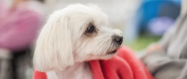 Cute Maltese Dog Wrapped Red Blanket Looking Distance — Photo