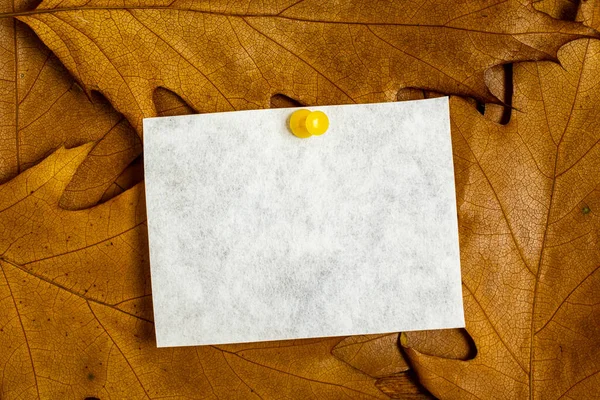 Blanco Notitie Een Prikbord Herfst Achtergrond Met Bladeren — Stockfoto