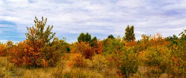 Paysage Automne Des Arbres Panorama Photo — Photo