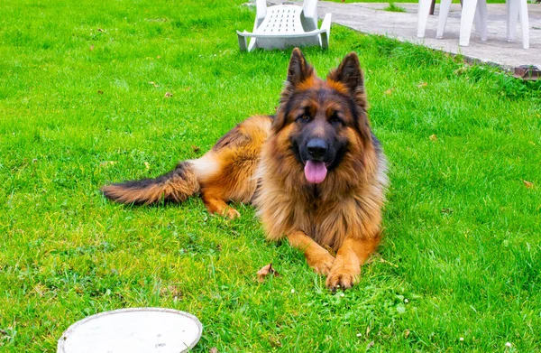 Perro Joven Pastor Alemán Año Edad Naturaleza —  Fotos de Stock