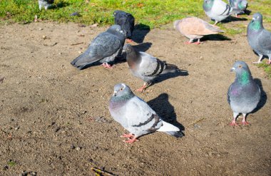 Parktaki yabani güvercinler çimlerin üzerinde