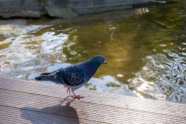 Palomas Salvajes Parque Sobre Hierba — Foto de Stock