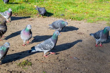 Parktaki yabani güvercinler çimlerin üzerinde