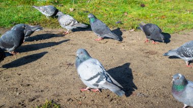Parktaki yabani güvercinler çimlerin üzerinde