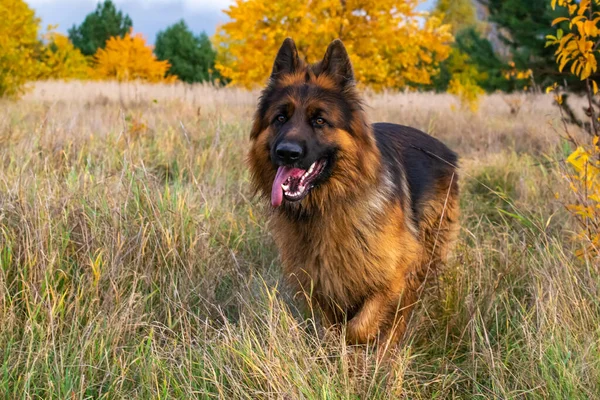 Mladý Německý Ovčák Pes Přírodě — Stock fotografie