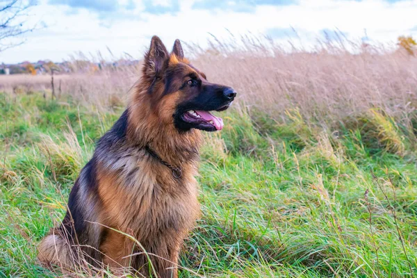 自然界の若いドイツ人羊飼いの犬 — ストック写真