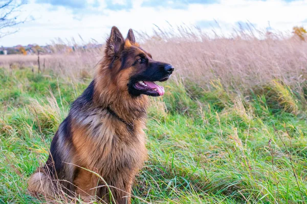 Perro Pastor Alemán Joven Naturaleza — Foto de Stock