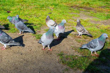 Parktaki yabani güvercinler çimlerin üzerinde