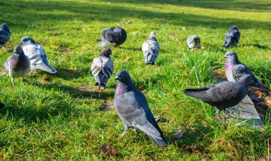 Parktaki yabani güvercinler çimlerin üzerinde