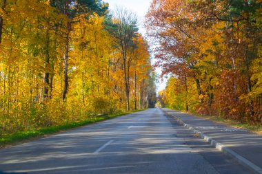 Hareket halindeki bir arabadan sıcak sonbahar manzarası