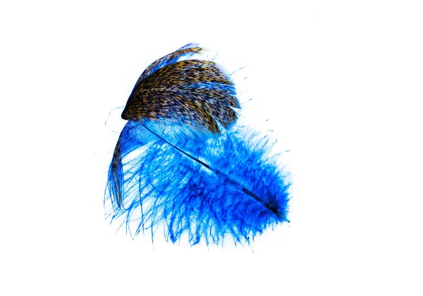 Feathers Isolated White Background — Stock Photo, Image
