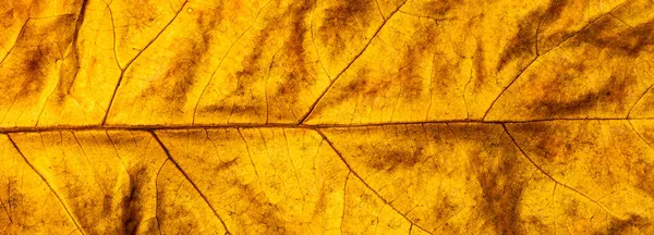 배경에 나뭇잎의 매크로 — 스톡 사진