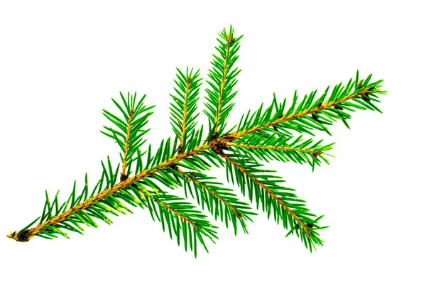 Twig Spruce Christmas Tree Isolated White Background — Stock Photo, Image