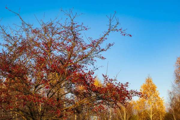 Árbol Espino Los Frutos Del Espino Otoño — Foto de Stock