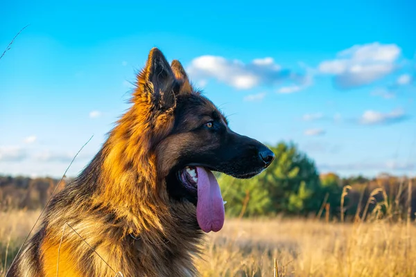 Tedesco Cane Pastore Ritratto Nel Prato — Foto Stock