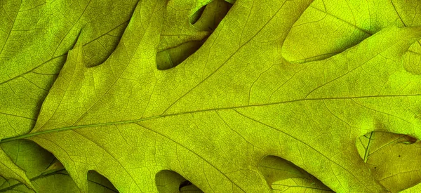 Foto Folha Macro Para Fundo — Fotografia de Stock