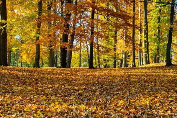 autumn golden park, large beech trees