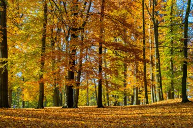 Sonbahar altın parkı, büyük kayın ağaçları