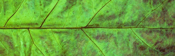 Macrofotografia Una Foglia Uno Sfondo — Foto Stock