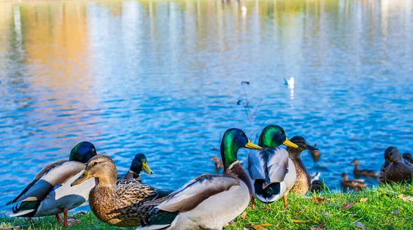 Divoké Kachny Městském Parku Teplého Podzimního Dne — Stock fotografie