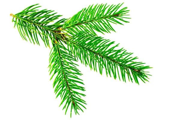 Twig Spruce Christmas Tree Isolated White Background — Stock Photo, Image