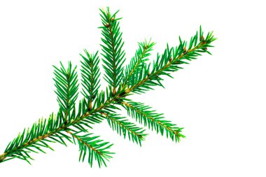 Beyaz arka planda izole edilmiş bir Noel ağacının dalları.