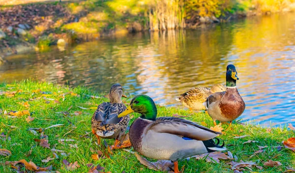 Sıcak Bir Sonbahar Gününde Şehir Parkında Vahşi Ördekler — Stok fotoğraf