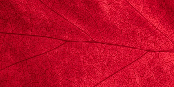 Makro Löv Foto För Bakgrund — Stockfoto