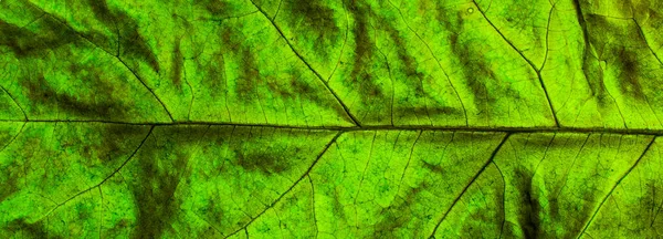 배경에 나뭇잎의 매크로 — 스톡 사진